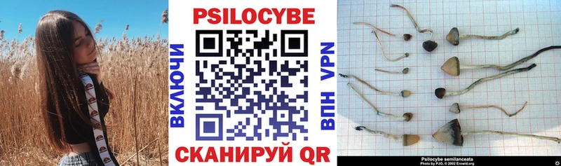 Галлюциногенные грибы Psilocybe  Купить где  Новоульяновск 
